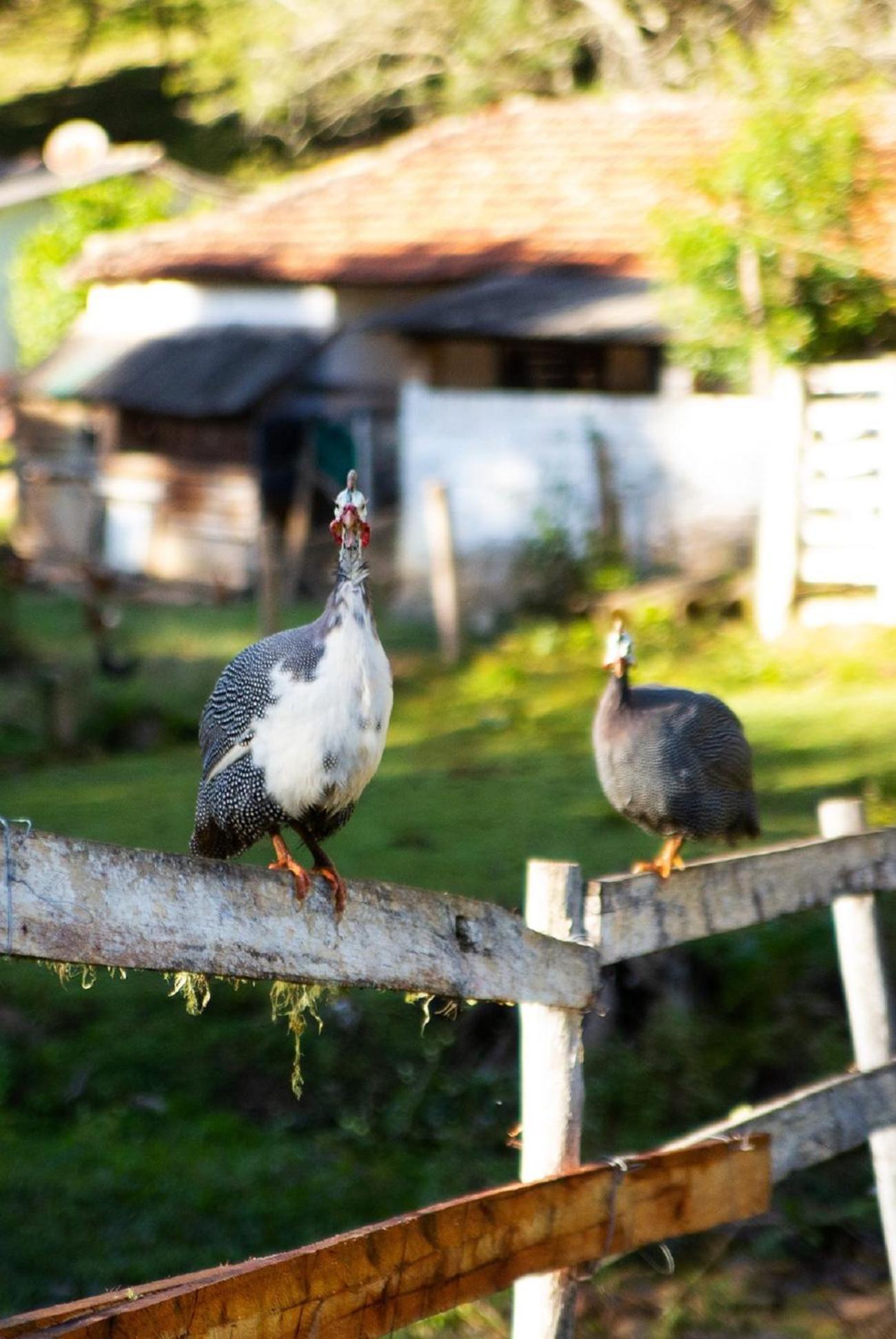 Chales Vinhas Da Harmonia L Pousada Em Cunha Sp Buitenkant foto